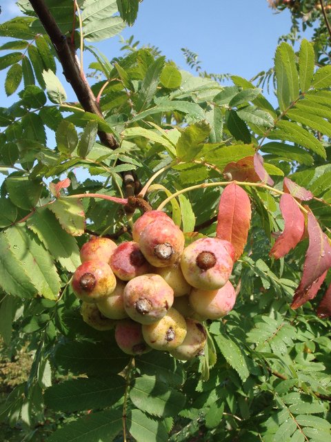 Sorbus domestica fruits